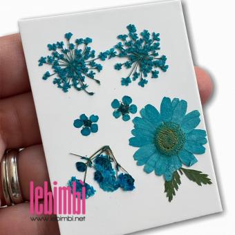 Fiori Secchi - Mini confezione 7 pezzi - azzurro